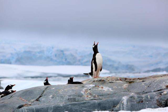 燃?xì)庠罴磳⒆叩奖M頭，電火灶將打破傳統(tǒng)燃?xì)馐袌?chǎng)。